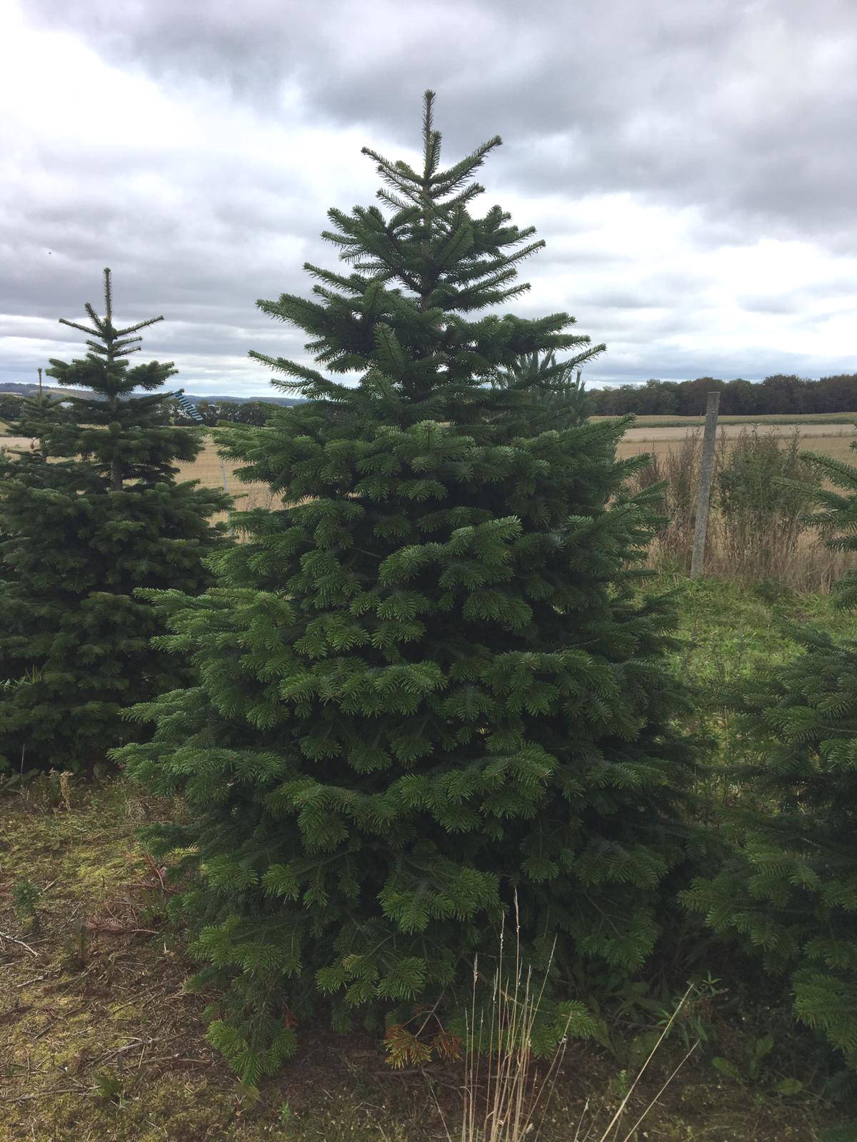 Christmas Tree 5ft (Potted/Root Ball) Chelmsford Round Table