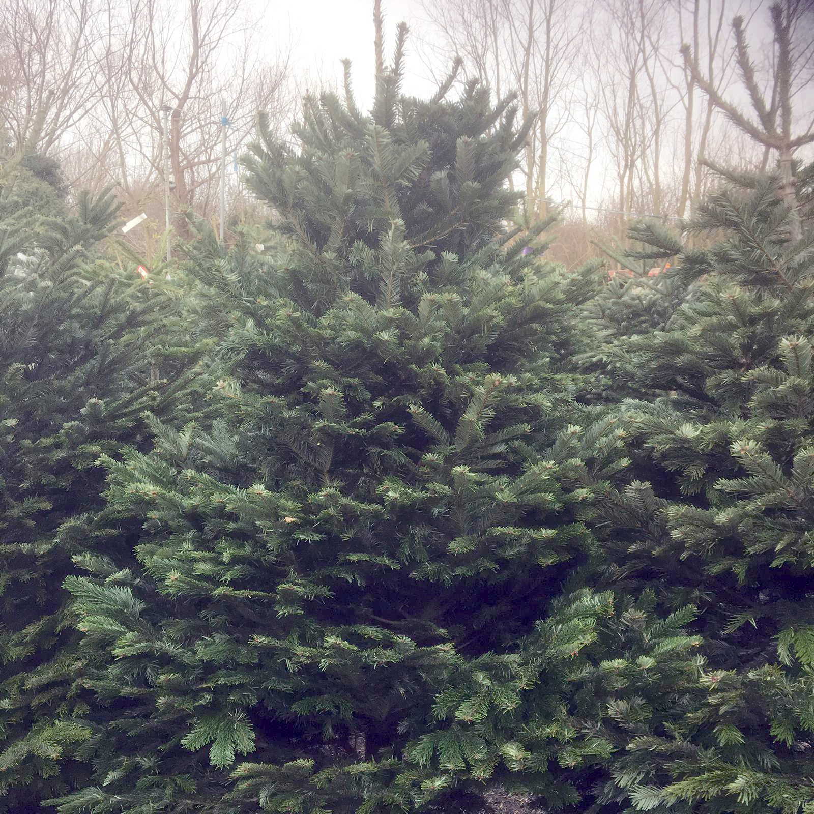 Christmas Tree 5ft (Potted/Root Ball) Chelmsford Round Table