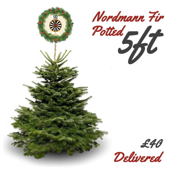 5ft Nordmann Fir Christmas Tree - Potted / Root Ball